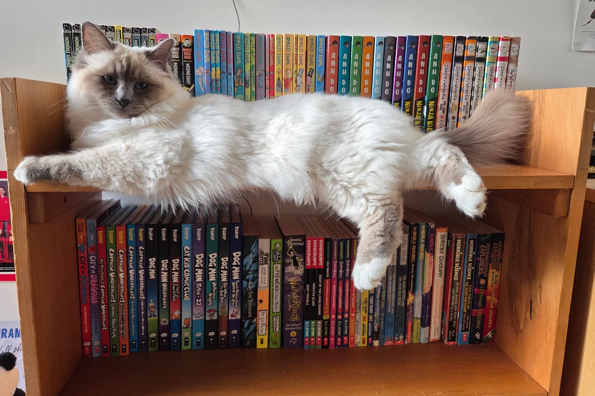 Mizuki the Moon-temple fluff cat cat sleeping on a bookshelf piled with books